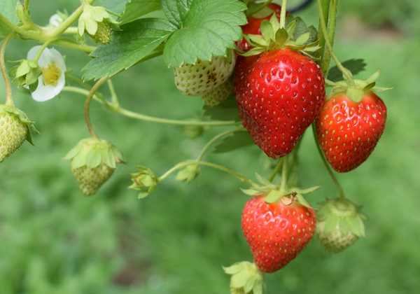 Fresh red strawberries with green leaves, illustrating the fruit before processing.